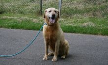 MONA, Hund, Labrador Retriever in Zweibrücken - Bild 3