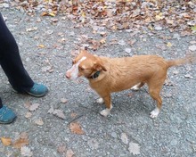 INDI, Hund, Mischlingshund in Altlußheim - Bild 10