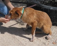 INDI, Hund, Mischlingshund in Altlußheim - Bild 11