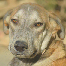 MARLIN, Hund, Mischlingshund in Spanien - Bild 1