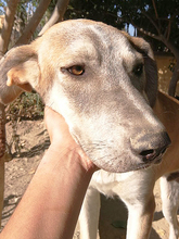 MARLIN, Hund, Mischlingshund in Spanien - Bild 13