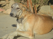 MARLIN, Hund, Mischlingshund in Spanien - Bild 14