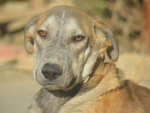 MARLIN, Hund, Mischlingshund in Spanien - Bild 15