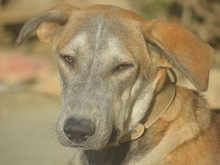 MARLIN, Hund, Mischlingshund in Spanien - Bild 16