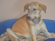 MARLIN, Hund, Mischlingshund in Spanien - Bild 17