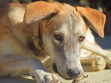 MARLIN, Hund, Mischlingshund in Spanien - Bild 18
