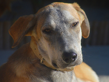 MARLIN, Hund, Mischlingshund in Spanien - Bild 19