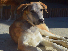 MARLIN, Hund, Mischlingshund in Spanien - Bild 20