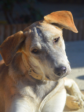 MARLIN, Hund, Mischlingshund in Spanien - Bild 22