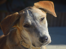 MARLIN, Hund, Mischlingshund in Spanien - Bild 23