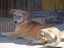 MARLIN, Hund, Mischlingshund in Spanien - Bild 24