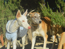 MARLIN, Hund, Mischlingshund in Spanien - Bild 25