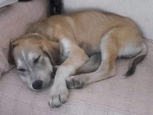 MARLIN, Hund, Mischlingshund in Spanien - Bild 4