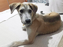 MARLIN, Hund, Mischlingshund in Spanien - Bild 5