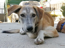 MARLIN, Hund, Mischlingshund in Spanien - Bild 9