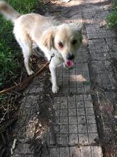 PAULI, Hund, Mischlingshund in Bulgarien - Bild 3