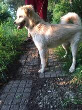 PAULI, Hund, Mischlingshund in Bulgarien - Bild 5