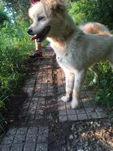 PAULI, Hund, Mischlingshund in Bulgarien - Bild 6