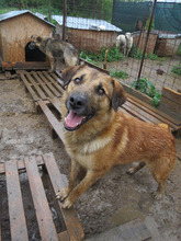 SIMON, Hund, Mischlingshund in Alfeld - Bild 2