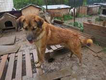 SIMON, Hund, Mischlingshund in Alfeld - Bild 3