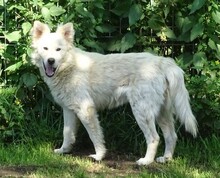 MACO2, Hund, Mischlingshund in Unterschneidheim - Bild 1