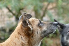 BÄRBEL, Hund, Mischlingshund in Gefrees - Bild 3