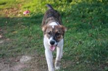 VICTUS, Hund, Mischlingshund in Kirchlengern - Bild 3