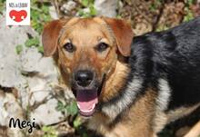 MEGI, Hund, Mischlingshund in Kroatien - Bild 1