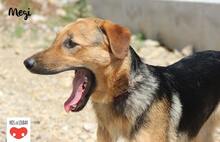 MEGI, Hund, Mischlingshund in Kroatien - Bild 2