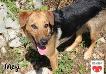 MEGI, Hund, Mischlingshund in Kroatien - Bild 3