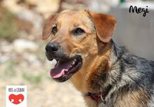 MEGI, Hund, Mischlingshund in Kroatien - Bild 5