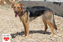 MEGI, Hund, Mischlingshund in Kroatien - Bild 6
