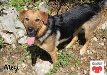 MEGI, Hund, Mischlingshund in Kroatien - Bild 7