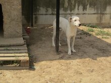 LINO, Hund, Mischlingshund in Griechenland - Bild 13