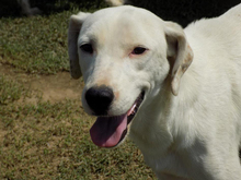 LINO, Hund, Mischlingshund in Griechenland - Bild 14