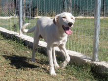 LINO, Hund, Mischlingshund in Griechenland - Bild 16