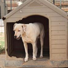 LINO, Hund, Mischlingshund in Griechenland - Bild 2