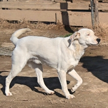 LINO, Hund, Mischlingshund in Griechenland - Bild 7