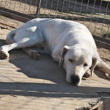LINO, Hund, Mischlingshund in Griechenland - Bild 9