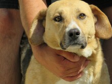 PATTU, Hund, Beagle-Mix in Rumänien - Bild 1