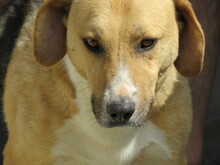 PATTU, Hund, Beagle-Mix in Rumänien - Bild 3