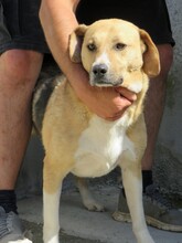 PATTU, Hund, Beagle-Mix in Rumänien - Bild 4