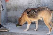 PATTU, Hund, Beagle-Mix in Rumänien - Bild 5