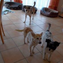 CARRIE, Hund, Mischlingshund in Beratzhausen - Bild 21