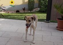 CARRIE, Hund, Mischlingshund in Beratzhausen - Bild 4