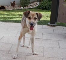 CARRIE, Hund, Mischlingshund in Beratzhausen - Bild 5