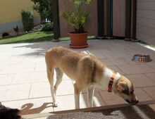 CARRIE, Hund, Mischlingshund in Beratzhausen - Bild 6