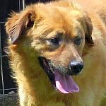 BILLY, Hund, Golden Retriever-Mix in Bulgarien - Bild 1