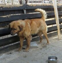 BILLY, Hund, Golden Retriever-Mix in Bulgarien - Bild 11
