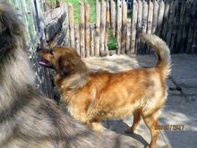 BILLY, Hund, Golden Retriever-Mix in Bulgarien - Bild 13